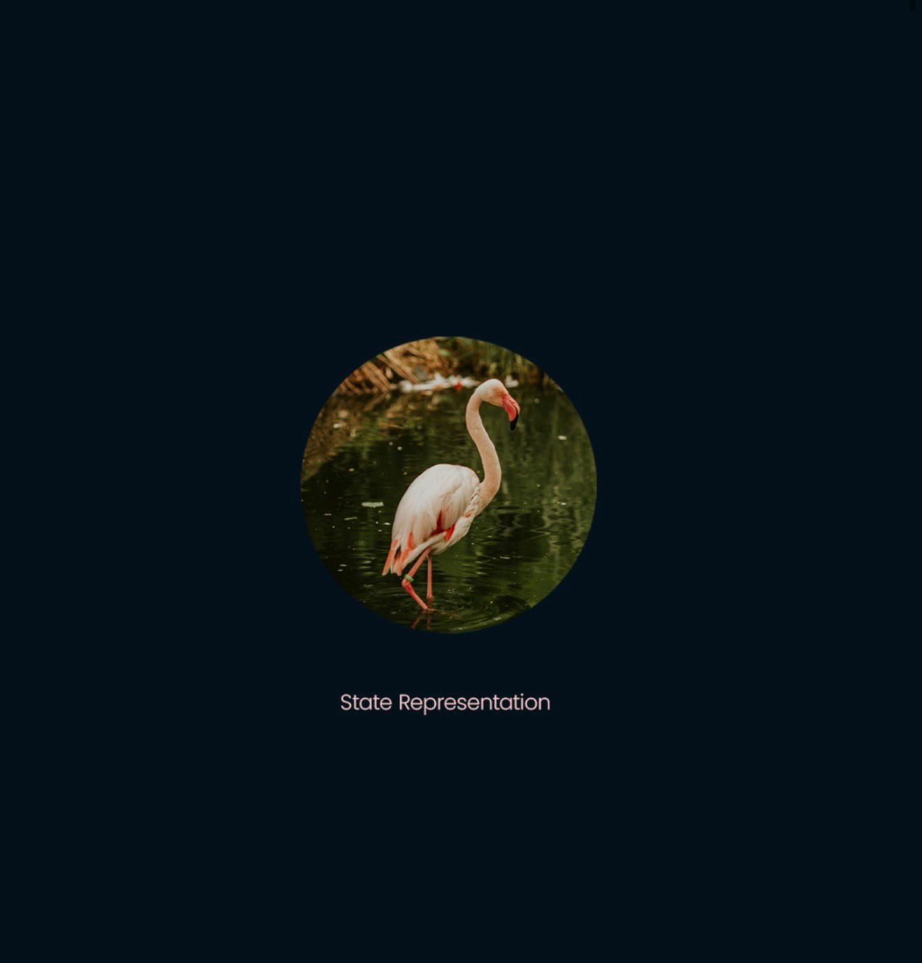 The Florida flamingo, state representation